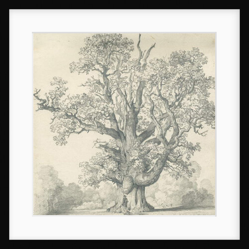 Needwood - Swilcar Oak by School English