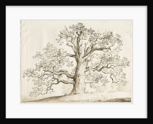 Blithfield - Squitch Oak : pen and wash, 1837 by Thomas Peploe Wood