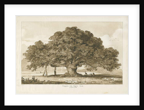 Blithfield - Beggar's Oak : sepia drawing, 1837 by Thomas Peploe Wood
