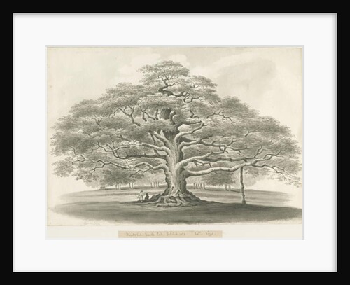 Blithfield - Bagot's Oak by Robert Noyes