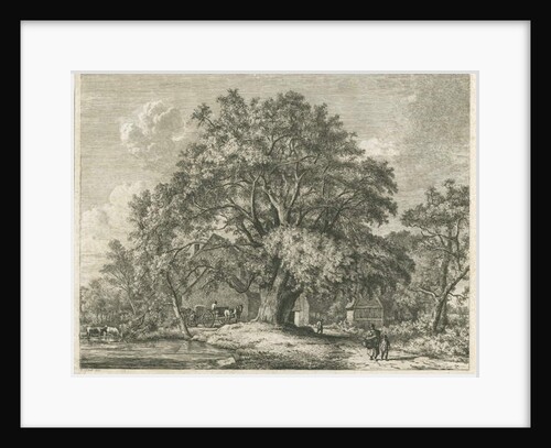 Blithfield - Wych Elm by Jacob George Strutt