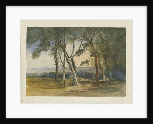 Cannock Chase by School English