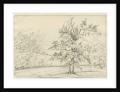 Cannock Chase by School English