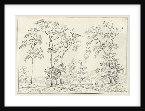 Cannock Chase by School English