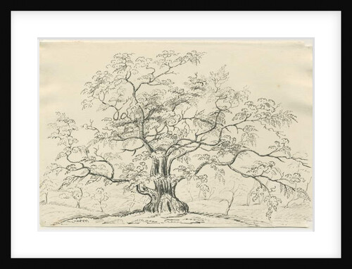 Cannock Chase: pen and pencil drawing by School English