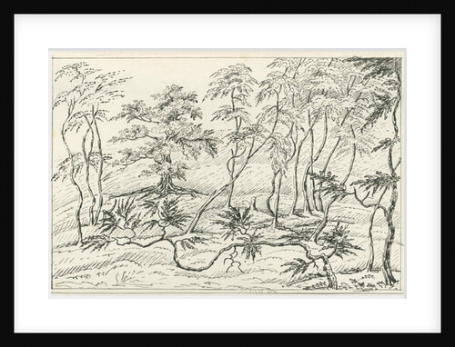 Cannock Chase by School English