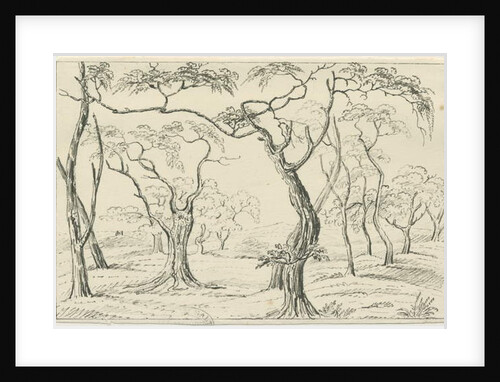 Cannock Chase by School English