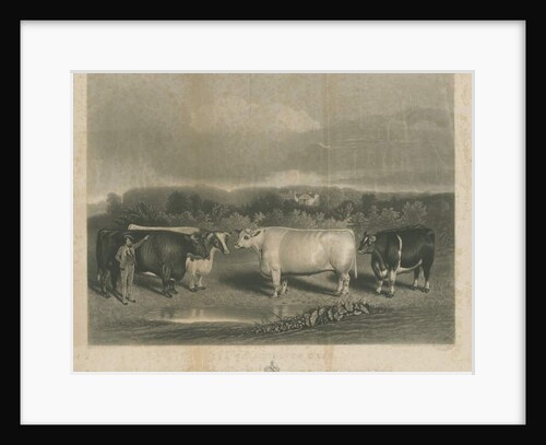 Chillington - 'The Chillington Oxen': mezzotint engraving by School English