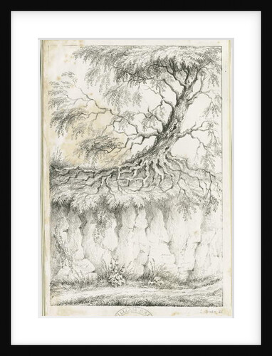 Dudley - Tree by Luke Booker