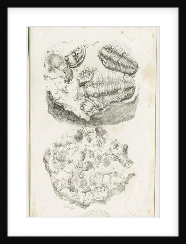 Dudley - Fossils: lithograph by Luke Booker