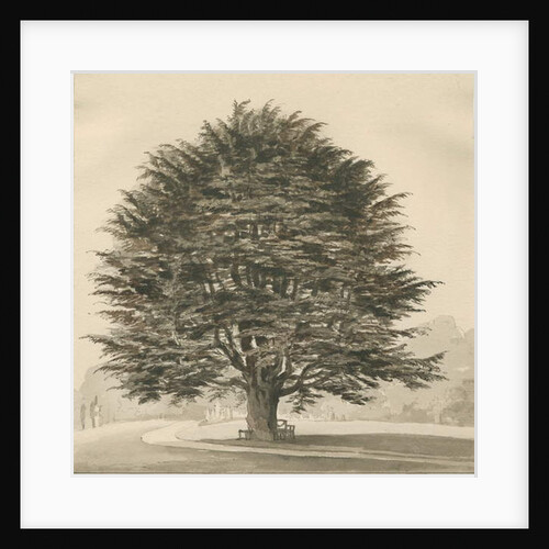 Ingestre - Cedar tree by Thomas Peploe Wood