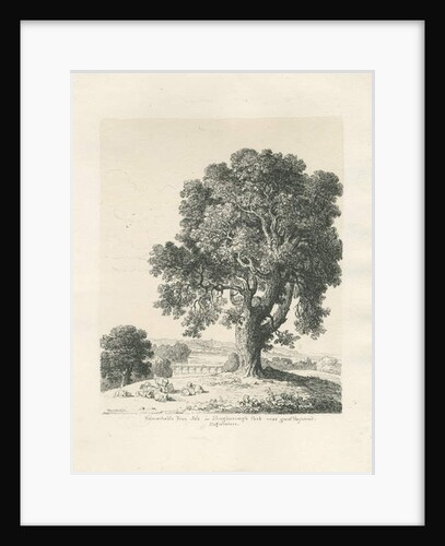 Shugborough Park - Ash Tree: pen and ink drawing, 1836 by Thomas Peploe Wood
