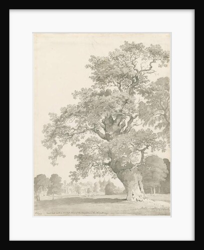 Tixall - Oak Tree: pen and wash drawing, 1837 by Thomas Peploe Wood
