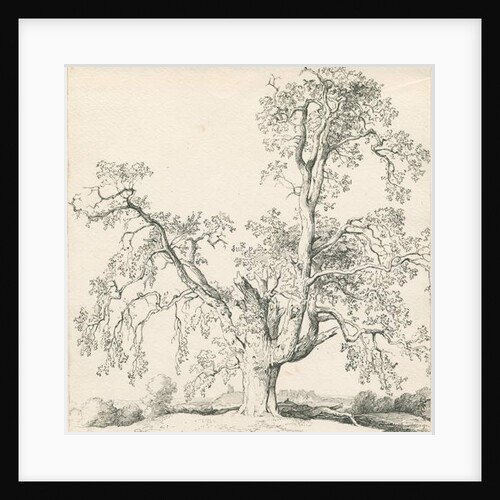 Tutbury - 'Wych Elm': pen and ink drawing, 1836 by Thomas Peploe Wood