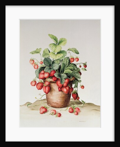 Strawberries in a pot, 1998 by Amelia Kleiser
