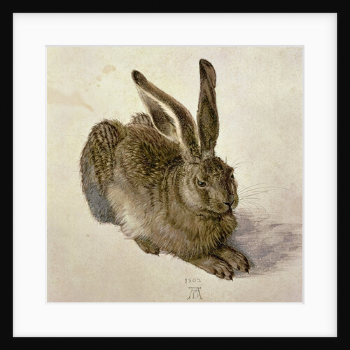 Hare, 1502 by Albrecht Dürer