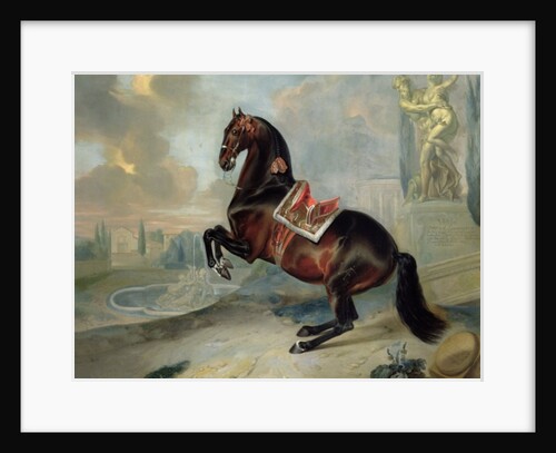 The dark bay horse 'Valido' performing a Levade movement by Johann Georg Hamilton