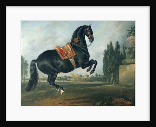 A black horse performing the Courbette by Johann Georg Hamilton