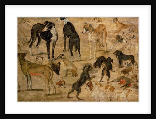 Study of Hounds, 1616 by Jan the Elder Brueghel