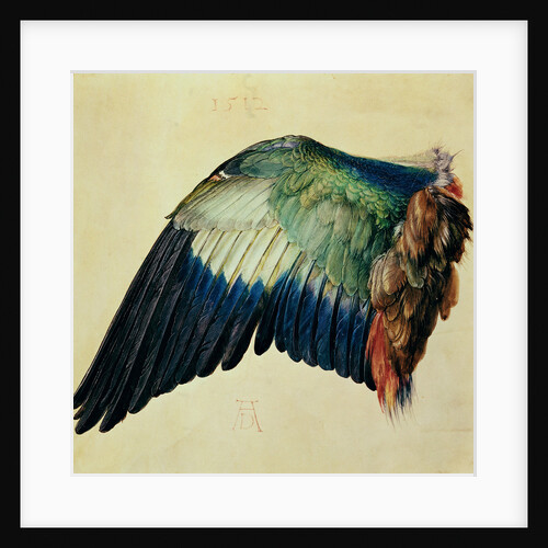 Wing of a European Roller, 1512 by Albrecht Dürer or Duerer