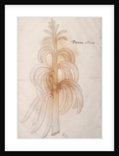 Plantain, c.1590 by John White
