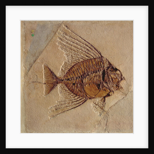 Fish by Prehistoric Prehistoric