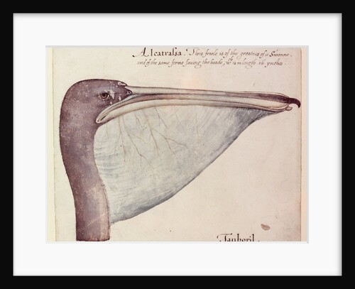 Pelican, c.1590 by John White