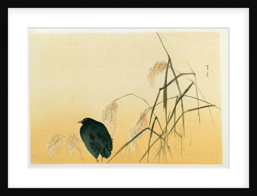 Blackbird, Edo Period by Japanese School