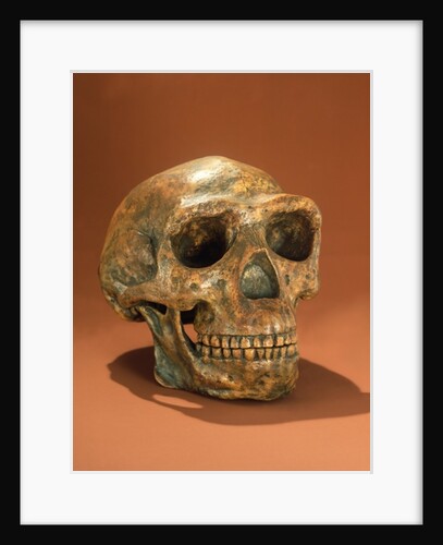 Peking Man's reconstructed skull, Cave Choukou'tien by School Chinese