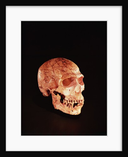Neanderthal Skull, discovered on Mt Carmel, Palestine c.1920 by Prehistoric Prehistoric