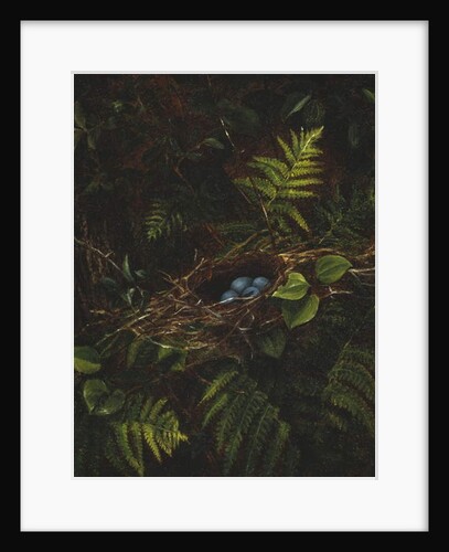 Bird's Nest and Ferns, 1863 by Fidelia Bridges