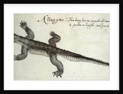 Alligator by John White