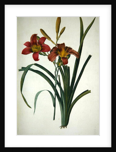 Hemerocallis fulva by Pierre Joseph Redouté