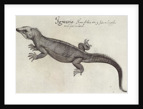 Iguana by John (after) White
