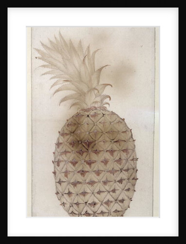 Pineapple, by John White