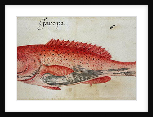 Garopa by John White