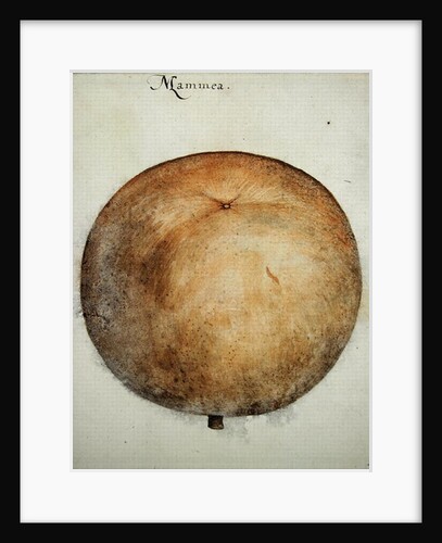 Mammea Apple by John White