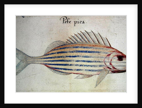 Blue striped grunt fish by John White