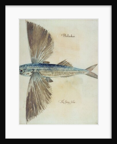 Flying-Fish by John (after) White
