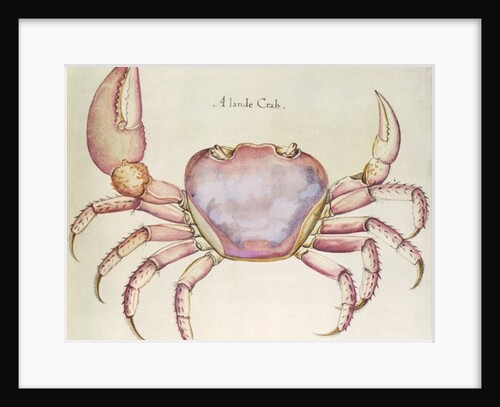 Land Crab by John (after) White