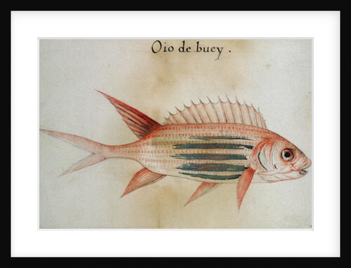 Squirrel fish or Soldier fish by John White