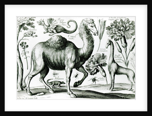 Study of Animals and Flowers by Wenceslaus Hollar