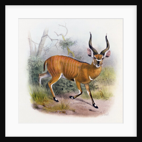 The Broad Horned Antelope by Joseph & Smit J. (fl.1870) Wolf
