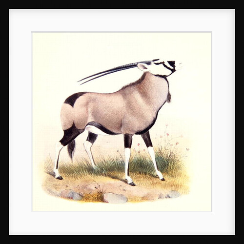 The Gemsbok by Joseph & Smit J. (fl.1870) Wolf