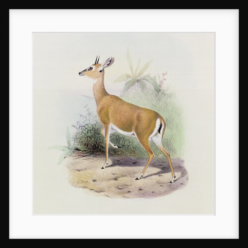 Antelope by Joseph & Smit J. (fl.1870) Wolf