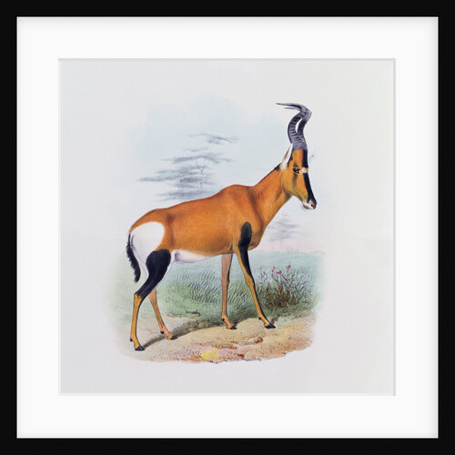 Antelope by Joseph & Smit J. Wolf