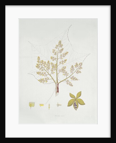 Sterculia Urens by School English