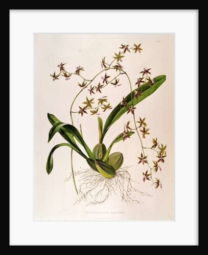 Odontoglossum Hastatum by School English