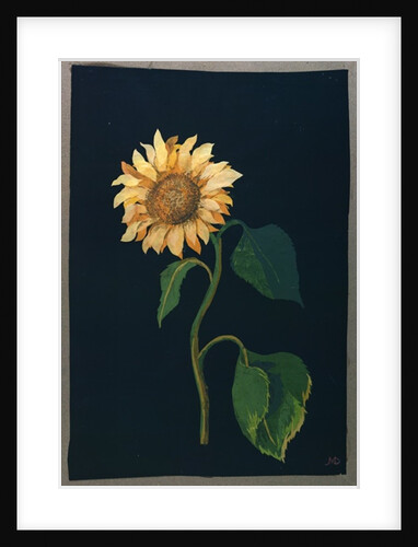Sunflower by Mary Granville Delany