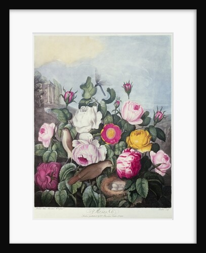 Roses by Robert John (after) Thornton